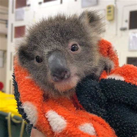 7 Month Old Koala Seeaustralia Koala Koala Australia Animals