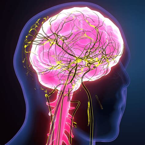 Como Funciona O Nosso Sistema Nervoso Clínica Do Cérebro Neurocare