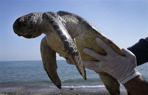 Leatherback Turtle Eating Plastic Bags