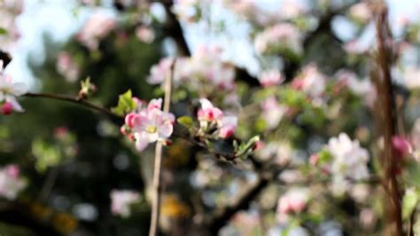 Apple Tree Buds Free Footage Downloads Nature Videos