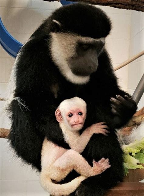 Baby Colobus Monkey Born To Pair At Binder Park Zoo