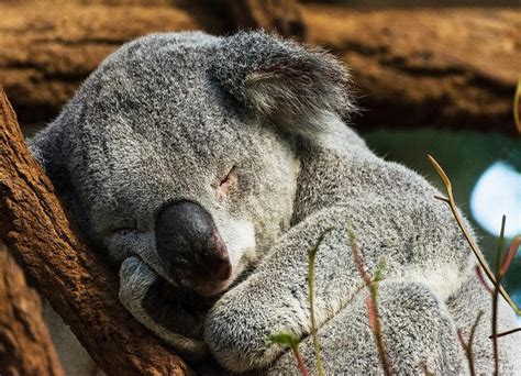 Koala Bears Have Become Functionally Extinct Due To