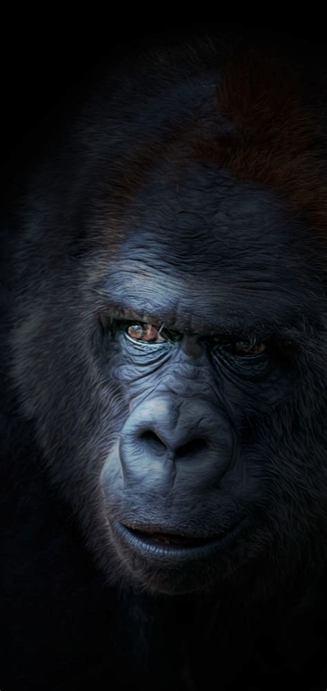 Cool Gorilla Wallpapers Top Free Cool Gorilla Backgrounds