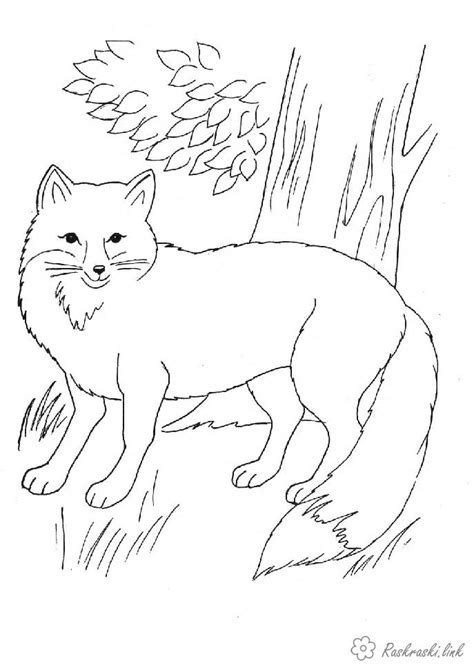 Forest Animals Free Coloring Pages Online Print