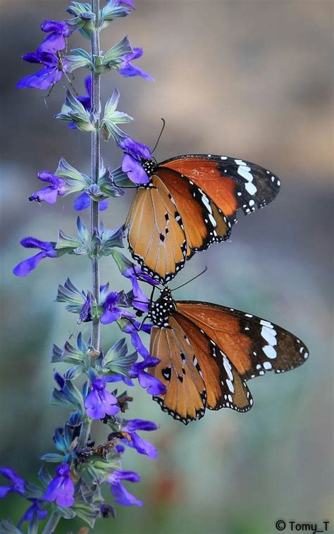 Two Butterflies Sitting On Top Of A Purple Flower Next To A Quote That