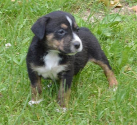It will need to be brushed multiple times a week and bathed often. Rottweiler - Husky Mixed Puppies | Rottweiler, Rottweiler husky mix, Puppies