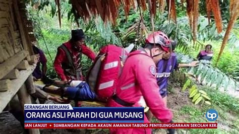 Anga hails from the temiar village of kampung barong, gua musang, and the land around him is threatened by deforestation. SERANGAN BERUANG | Orang Asli Parah Di Gua Musang - YouTube