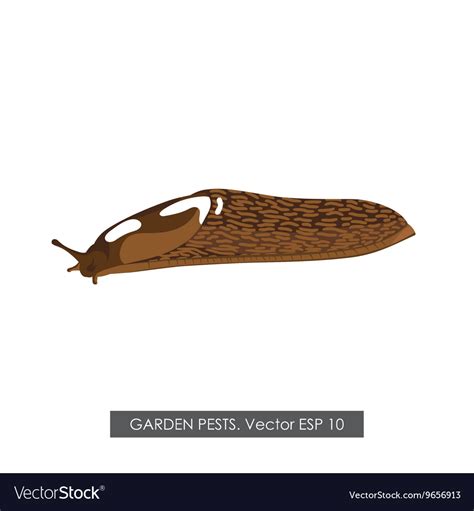 Detailed Drawing Of A Slug On A White Background Vector Image