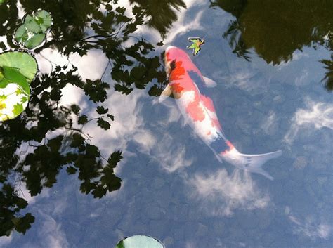 Quarantining A New Koi Is Essential To The Health Of Your Entire Koi