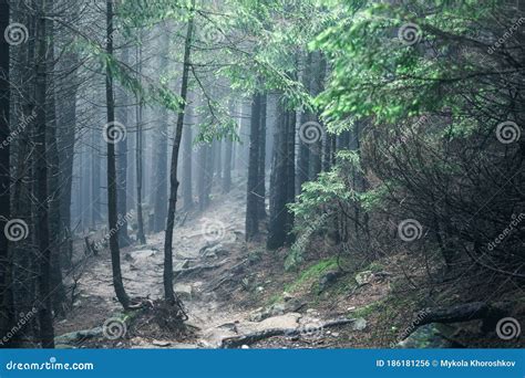 Hiking Rocky Path Trail In Foggy Misty Woodland Stock Photo Image Of