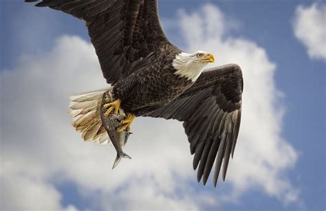 Bald Eagle Bird Predator Wings Flight Fish Catch Production Sky