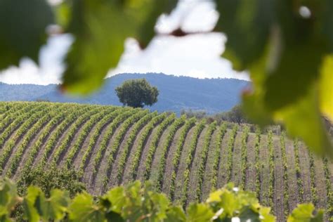 Dit Zijn De 10 Mooiste Wijngaarden Van Puglia Puglia Nl