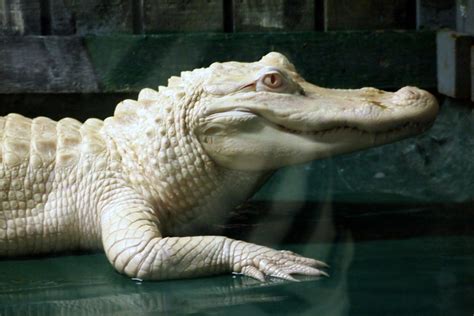 White Alligator Blue Eyes This Albino Alligator