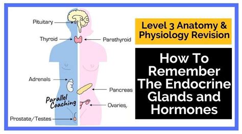 How To Remember The Endocrine Glands And Hormones