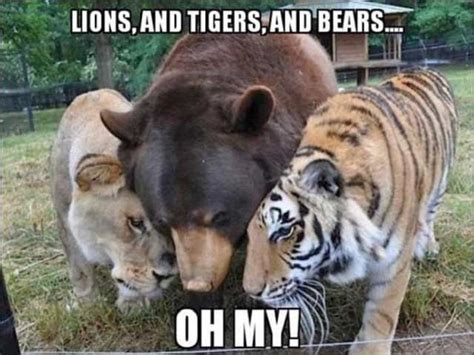 Gather The Best Of Funny Zoo Animal Memes Hilarious Pets