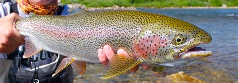 Rainbow Trout Wallpaper 49 Images