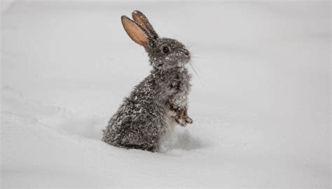 How Do Wild Rabbits Stay Warm In The Winter Whyrabbitscom
