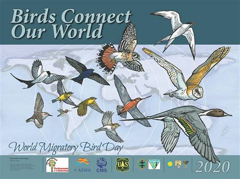 Birds Connect Our World World Migratory Bird Day