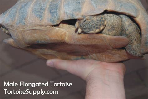 Sexing Your Tortoise How To Determine The Sex Of Your Tortoise Tortoise Tail Photos