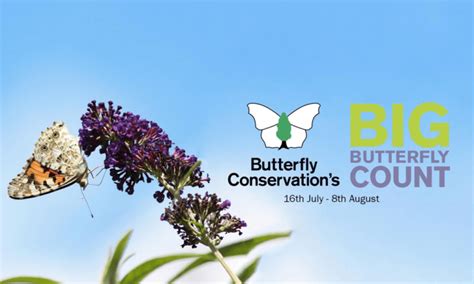 Big Butterfly Count Is On Dorset Butterflies