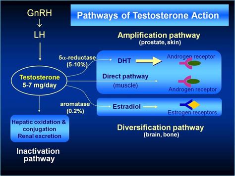 Figure 2 Pathways Of Testosterone Action In Endotext Ncbi