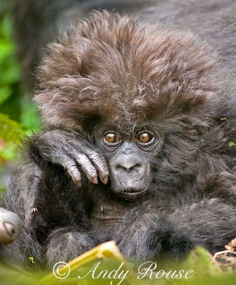 Baby Mountain Gorilla With A Wild Mop Of Hair So Cute Andy Rouse