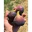 FigBid  Online Auctions Of Fig Trees Cuttings & Growing Supplies