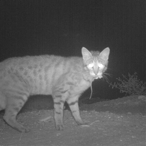 Novel Implants To Protect Australias Wildlife From Feral Cats Mirage