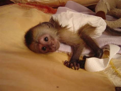 Pets Baby Capuchin Monkeys Baltimore Animal Pet
