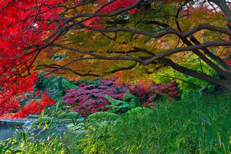 Japanese Garden Garden Fall Foliage Tree Wallpaper Resolution