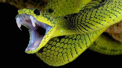 The hard part of this game is that the snake will keep moving and you have to. Angry Snake | HD Wallpapers