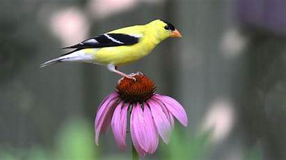Native Plants Birds Audubon Goldfinch Bird American