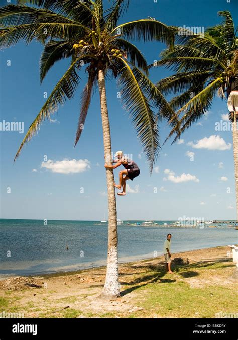 Coconut Tree Climbing High Resolution Stock Photography And Images Alamy