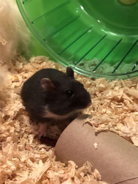 I Literally Have Never Seen A Black Russian Dwarf Before And Fell In Love Her Name Is