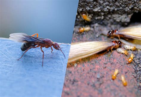 Flying Ants Vs Termites Dodson Pest Control