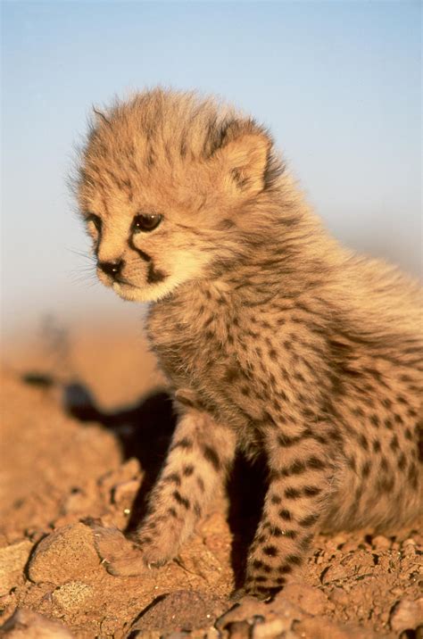 Cute Cheetah Cub Cheetah Photo 37681003 Fanpop
