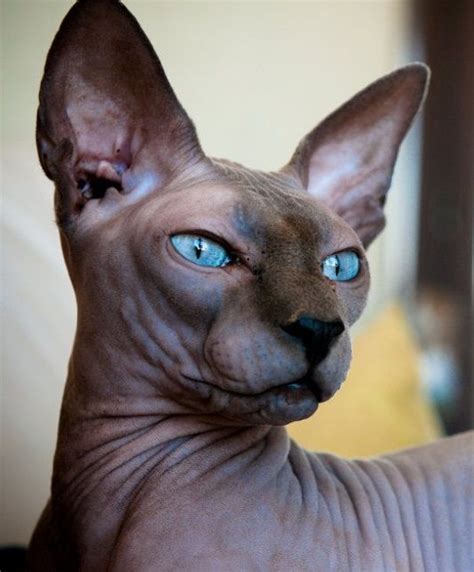 blue sphynx cat … sphynx cat beautiful cats cat breeds