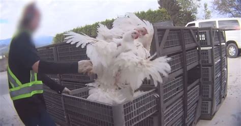 Dozens Of Charges Laid In ‘absolutely Sickening Chilliwack Chicken