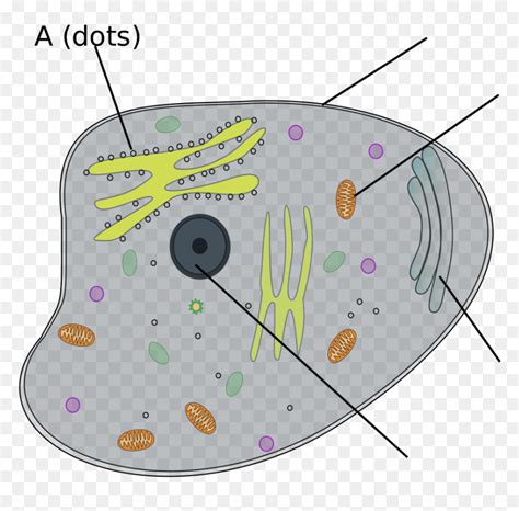 Animal Cell For Kids Unlabelled