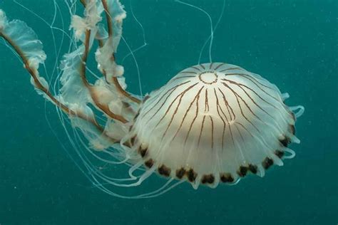 Compass Jellyfish Most Common In Uk For 2022 Dive Magazine