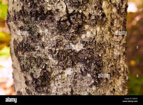 A Beech Tree Showing Signs Of Beech Bark Disease Or Beech Bark Fungus