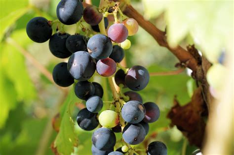 Free Images Branch Grape Vine Wine Fruit Berry Food Produce