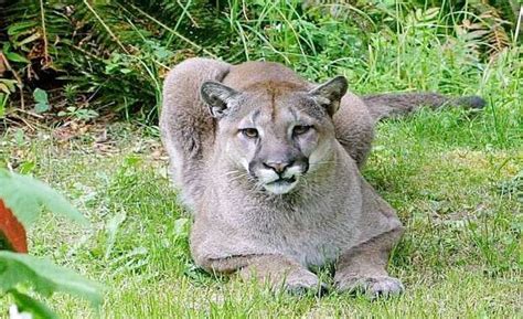 Cougar Spotted In Area Of Lighthouse Park In West Vancouver Bc