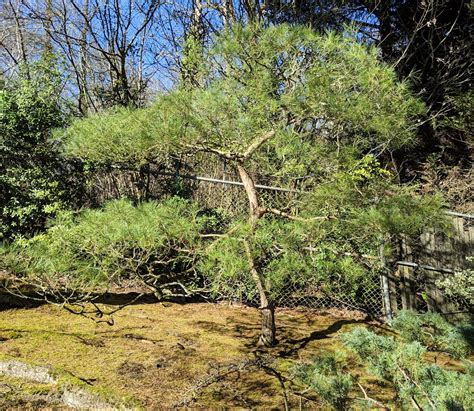 Pine Trees Part Two Matsu The Pines Of Japan — Seattle Japanese Garden
