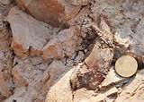 Large Jurassic Dinosaur Fossil Discovered In Xinjiang Images
