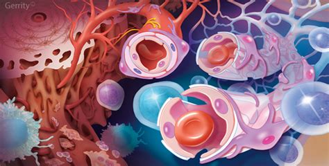 Hematopoietic Stem Cell Niche Of Bone Marrow Illustration By Peg