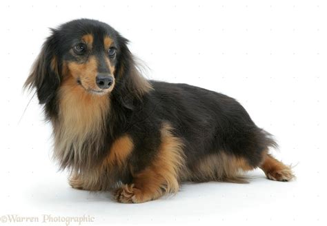 Dachshund | Miniature longhaired Dachshund | Dachshund breed, Dachshund dog, Shetland sheepdog