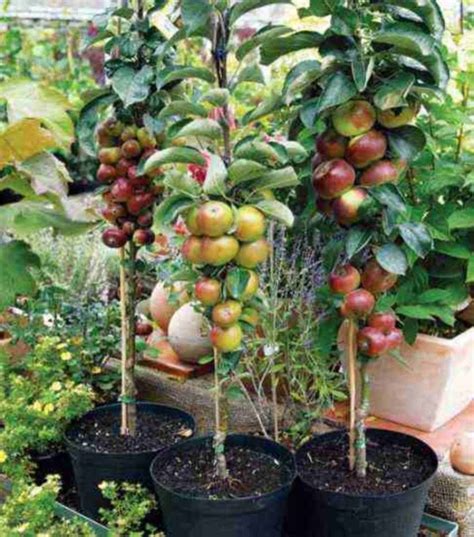 39 Fruit Plants In Pots In The Small Backyard Fruit