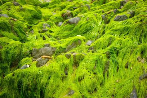 Green Algae On A Rock Stock Photo Image Of Macro Cyanobacteria