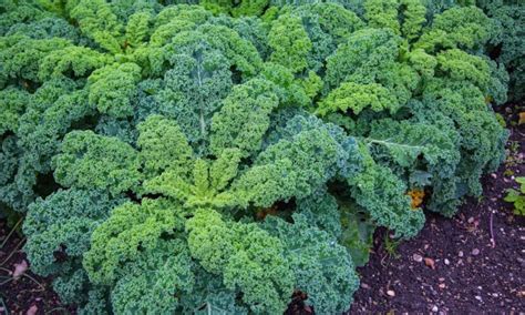 Growing Kale How To Get Great Greens Harvests Epic Gardening